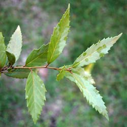 Oak, woolly-leaved